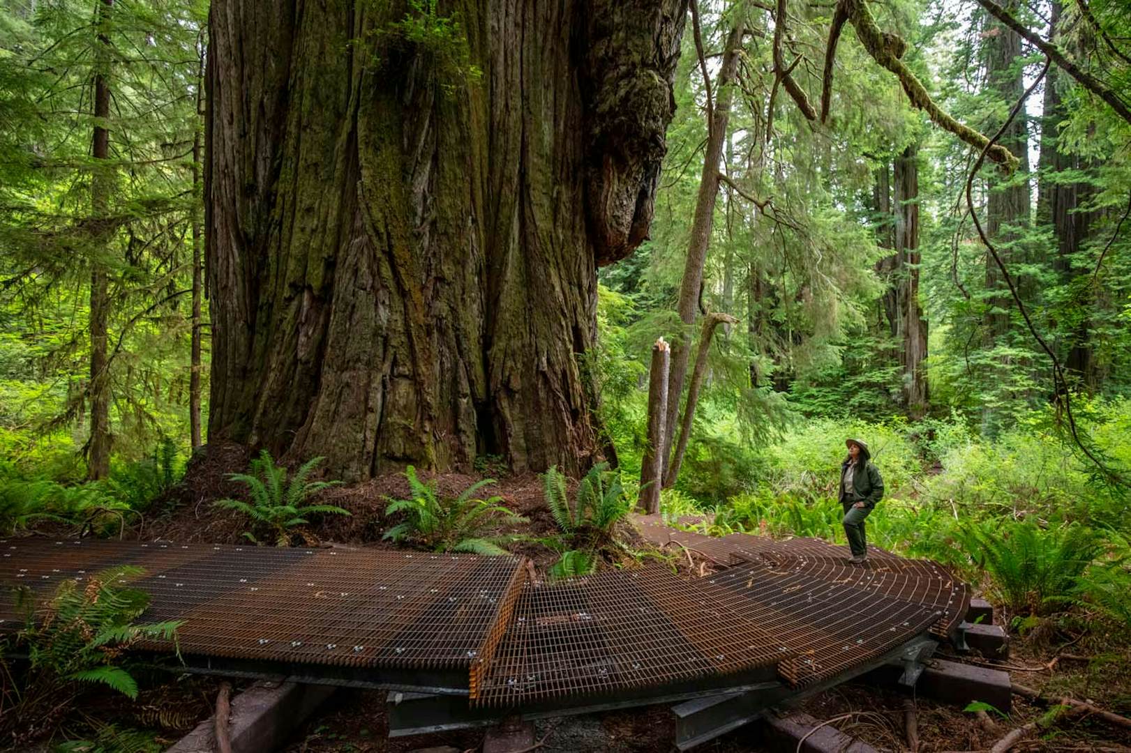 A new way to explore California's Grove of Titans