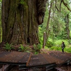 A park ranger stands on the steps of a new trail winding around a giant redwood