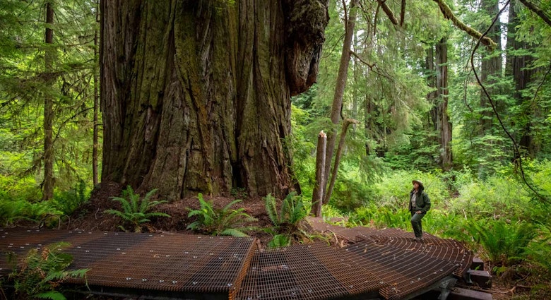 A park ranger stands on the steps of a new trail winding around a giant redwood