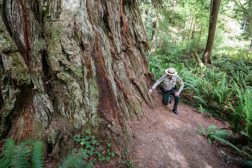 Brett Silver, California State Parks Acting Sector Superintendent, points to the location on a giant redwood that forest vegetation should cover