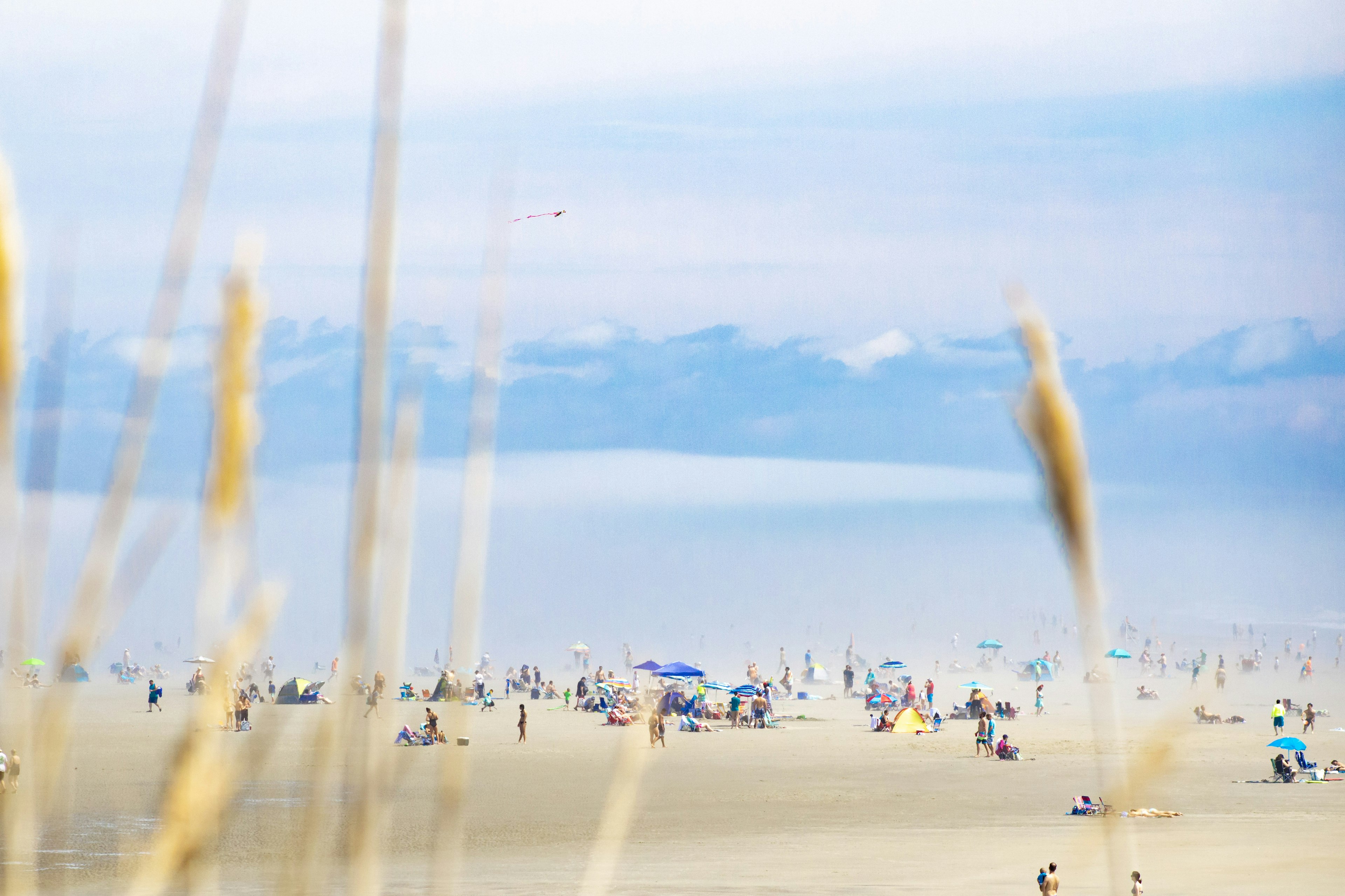 Beachgoers at Ogunquit behind beach grass