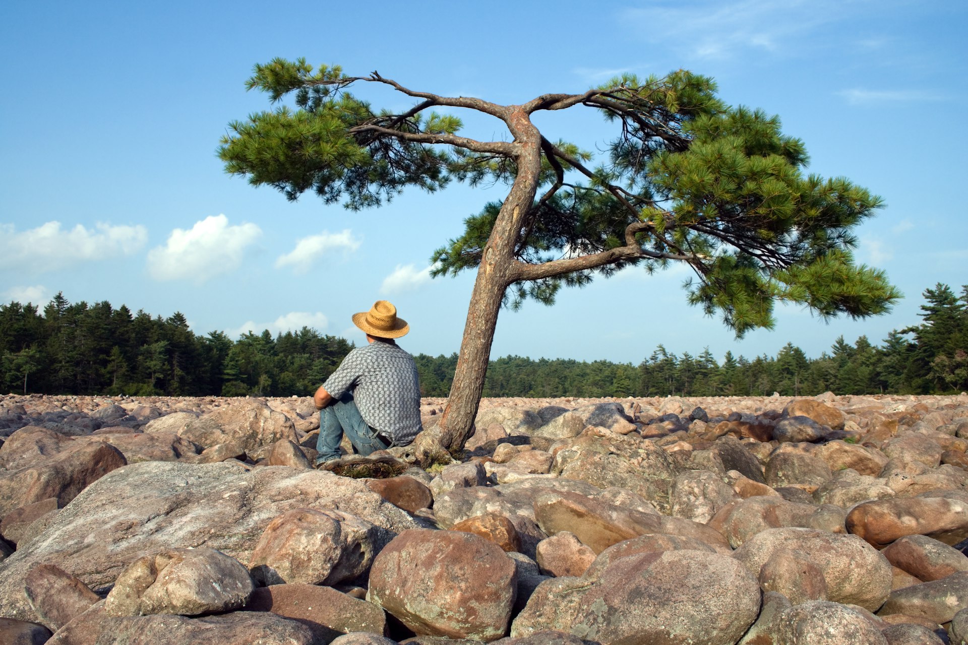 A man sits beneath a tree in the middle of Boulder Field in Hickory Run State Park, Poconos Region