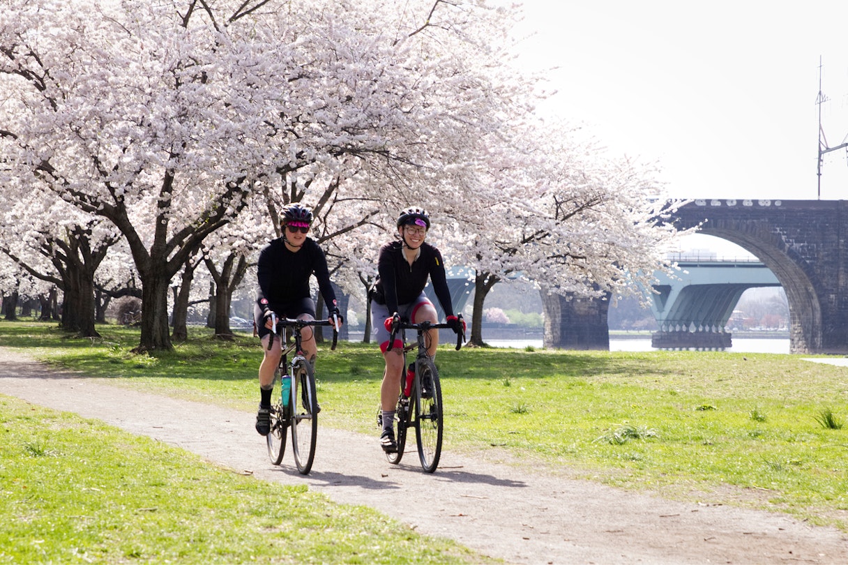 Philadelphia, PA/USA - April 9, 2019: Two cyclists ride by cherry blossoms in peak bloom on an early spring morning along the banks of the Schuylkill River.