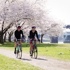 Philadelphia, PA/USA - April 9, 2019: Two cyclists ride by cherry blossoms in peak bloom on an early spring morning along the banks of the Schuylkill River.