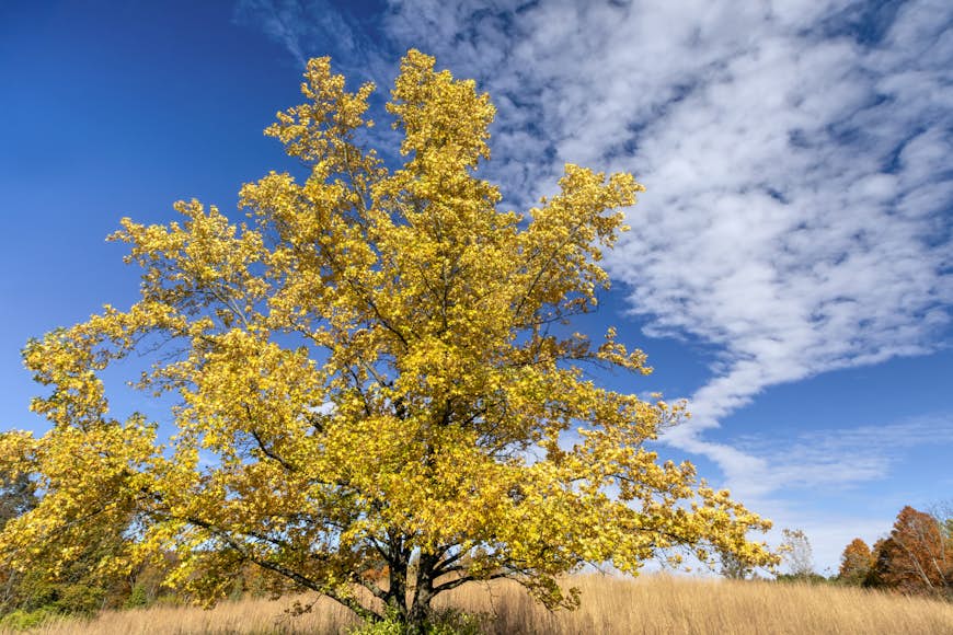 Low angle view of tree against sky, Fort Harrison State Park, United States