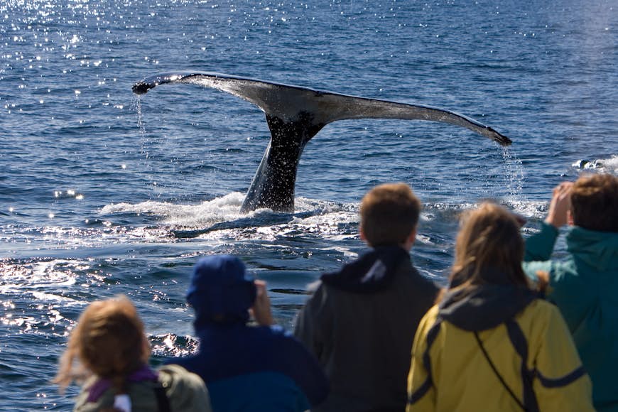 Un groupe de personnes dans un bateau regarde la grande queue de la baleine descendre dans la mer.