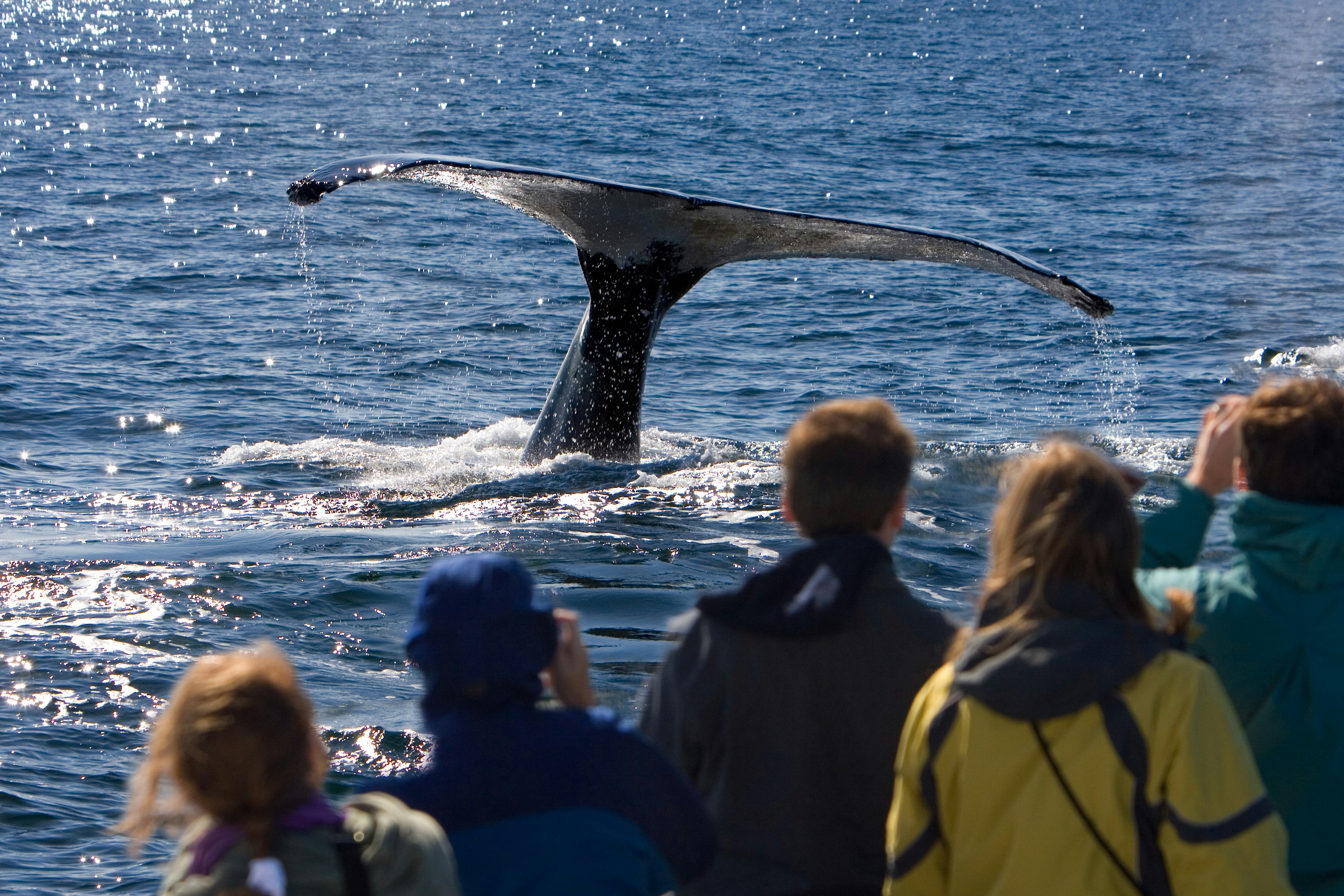 A group of people in a boat watch the large tail of a whale descend into the sea.