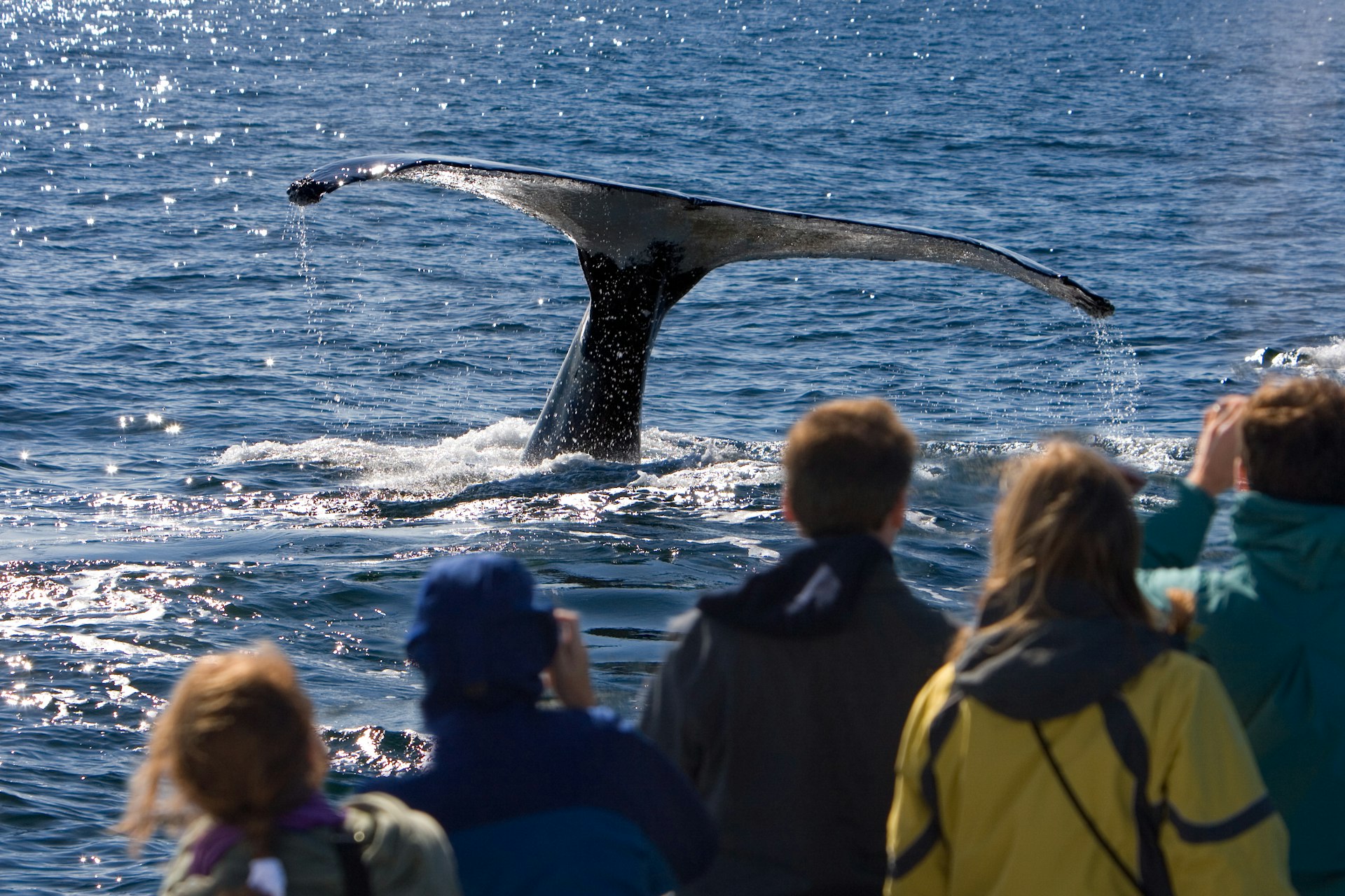 A group of people in a boat watch the large tail of a whale descend into the sea.