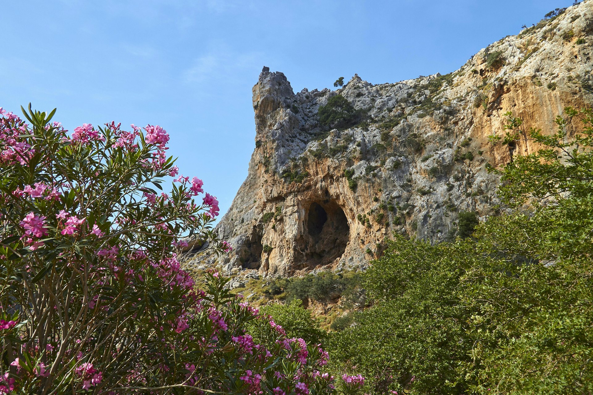 Wildflowers at the Zakros Gorge in Crete