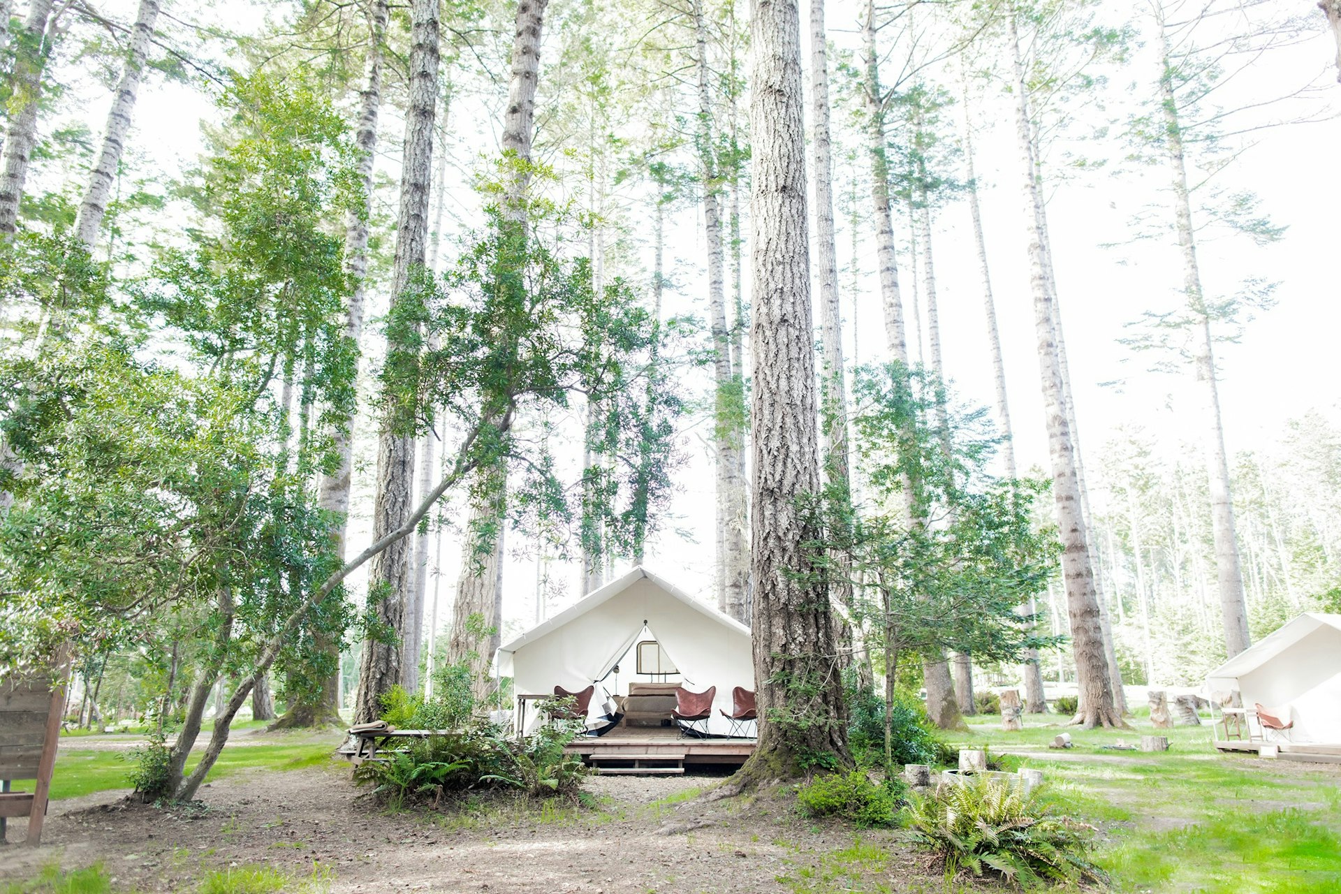 Luxurious tents under redwood trees at Mendocino Grove camping, Mendocino, California USA