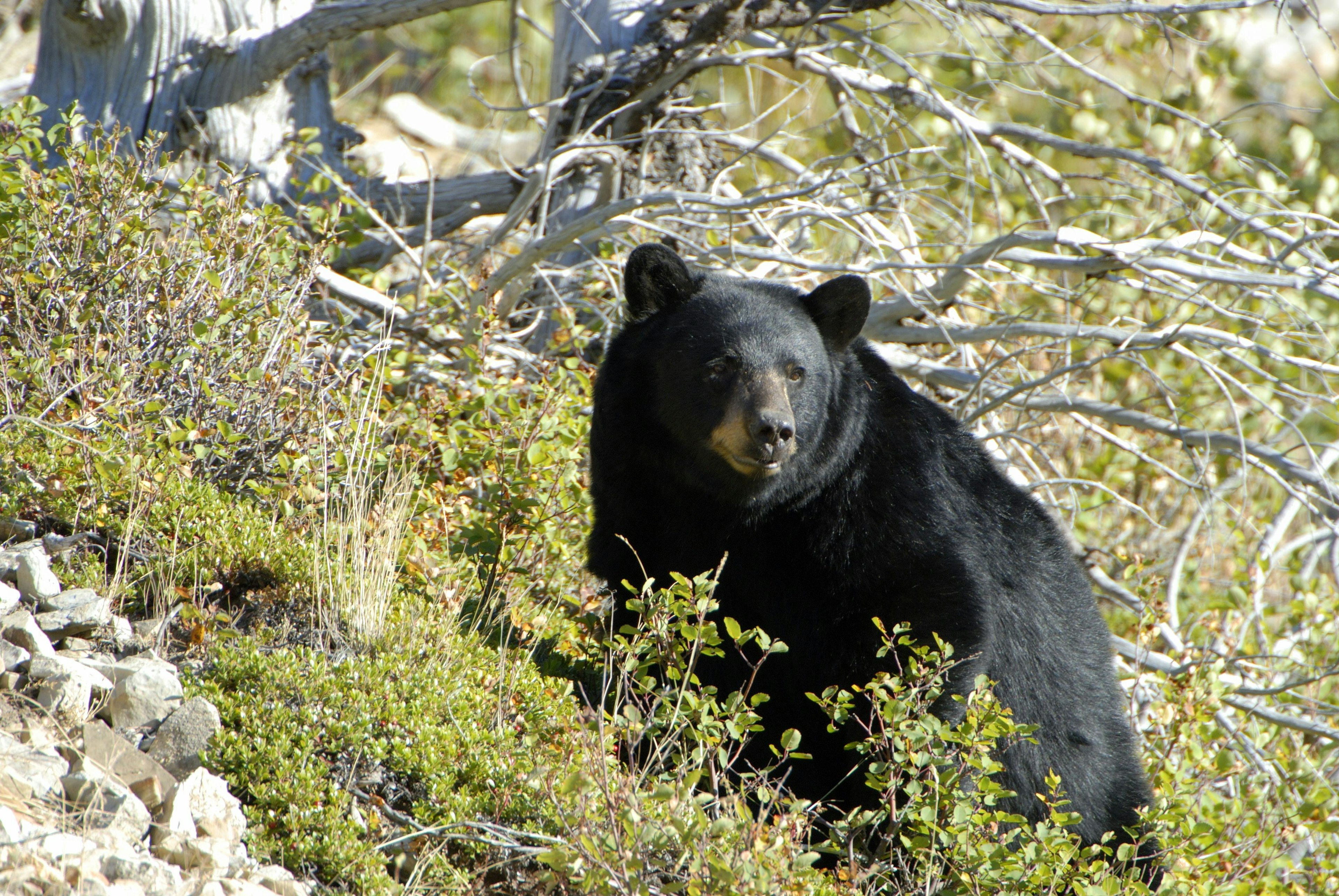 A black bear on a hillside at Glacier National Park, Montana