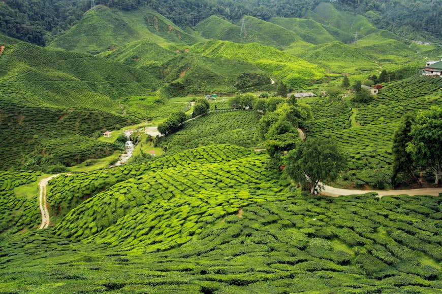 Plantations de thé dans les vertes collines du Kenya