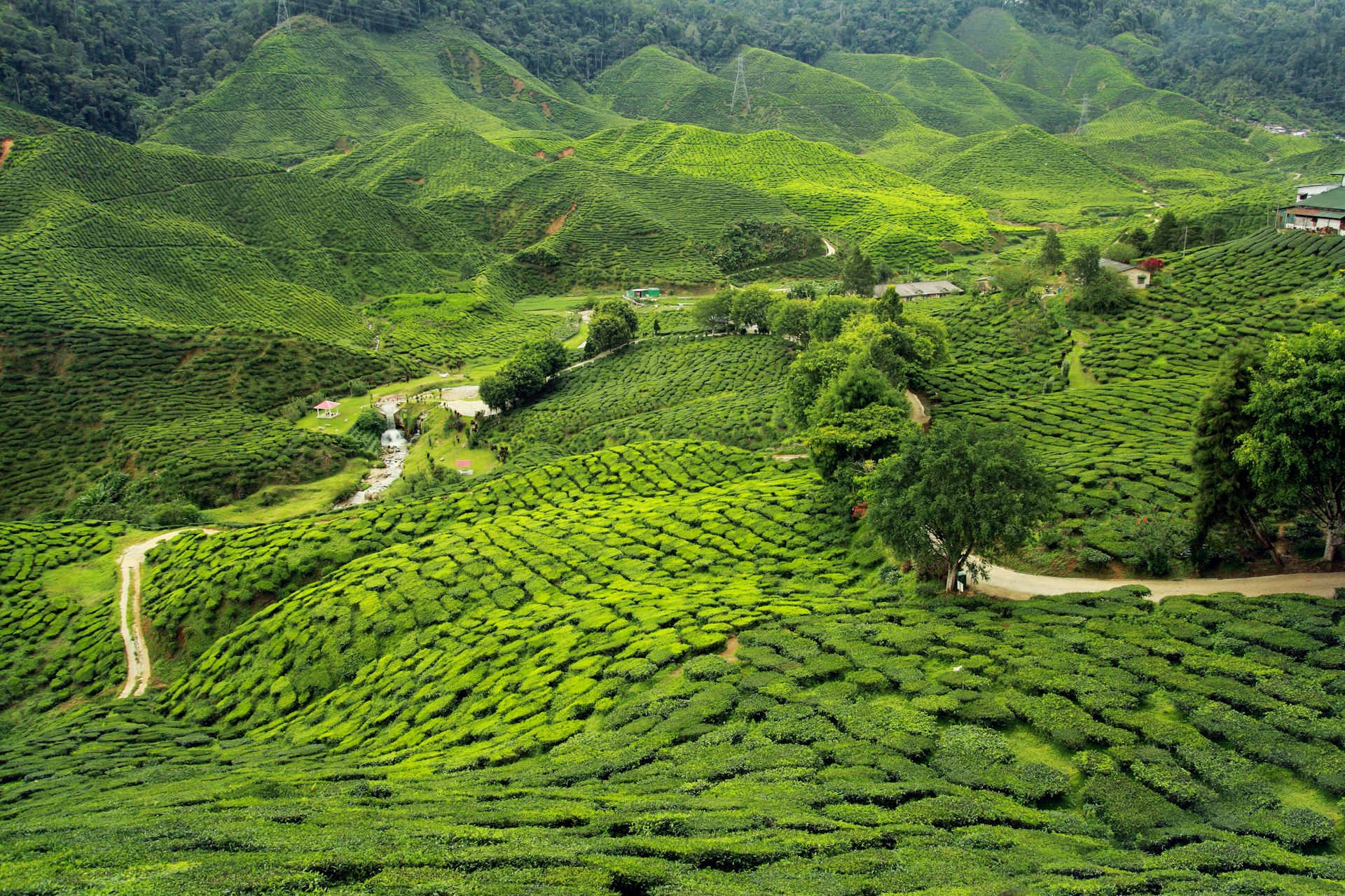 Tea plantations on rolling green hills Kenya