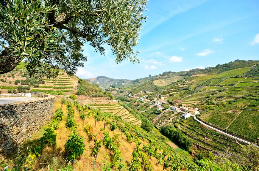 The vineyards of Douro Valley near Peso da Regua, Portugal