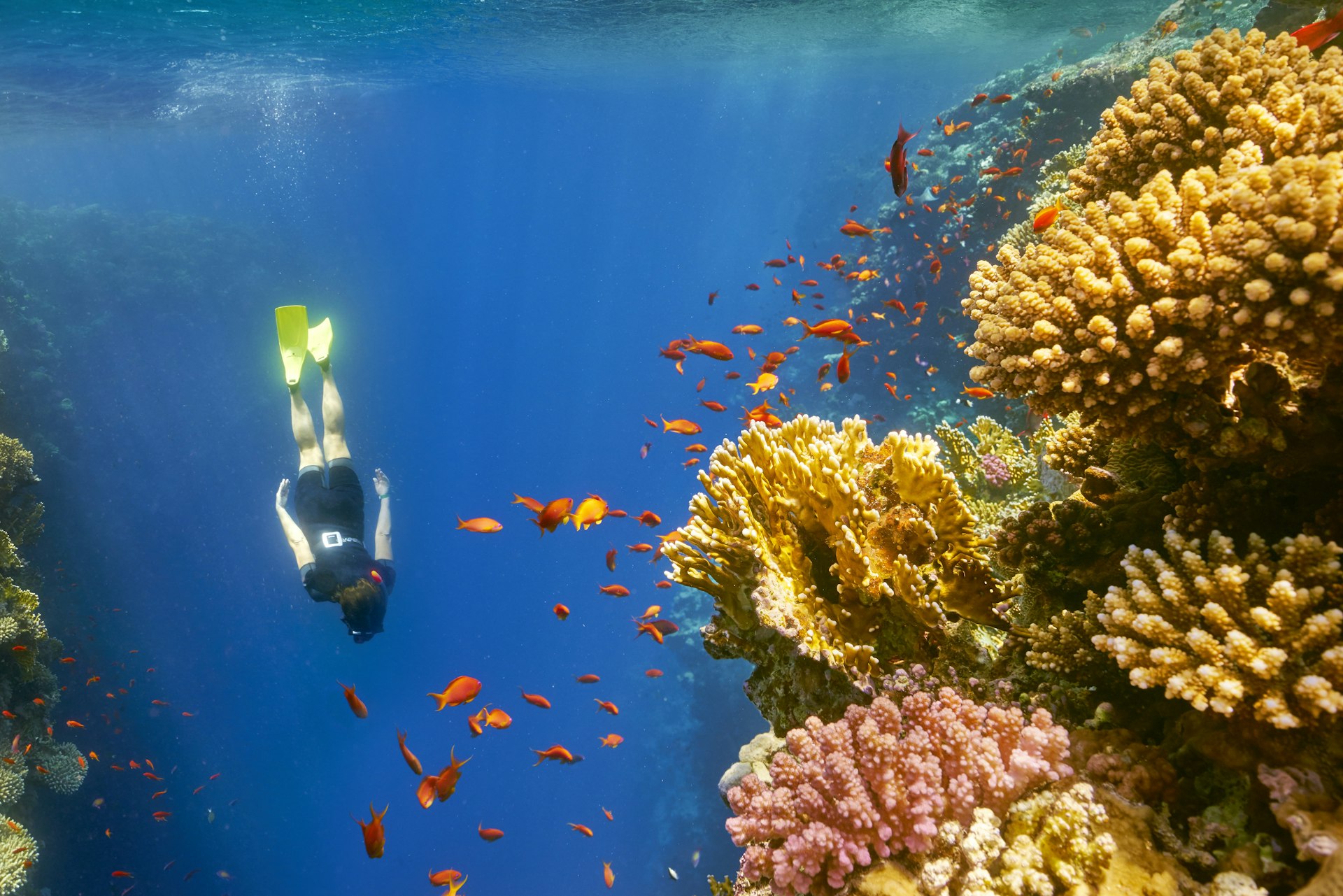 A snorkeler swims near a coral reef in the Red Sea near Dahab, Egypt