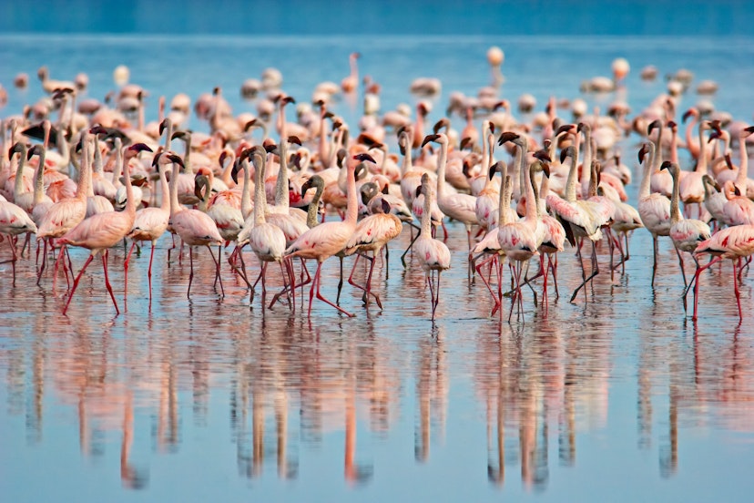 Flamingos at Lake Nakuru, Kenya.