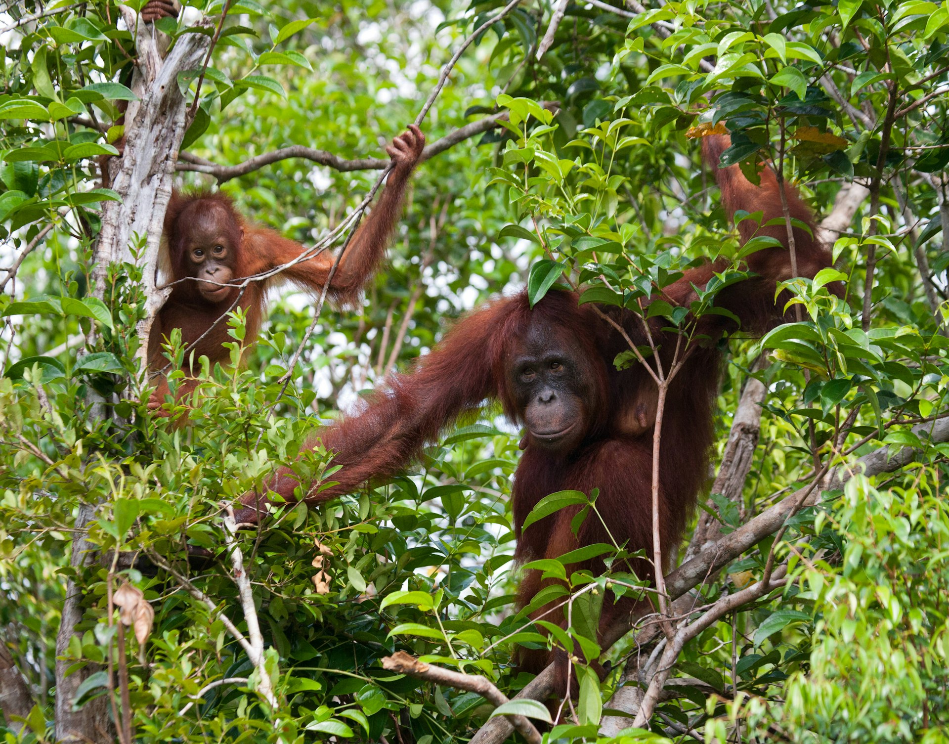A female of the orangutan with a baby in a tree