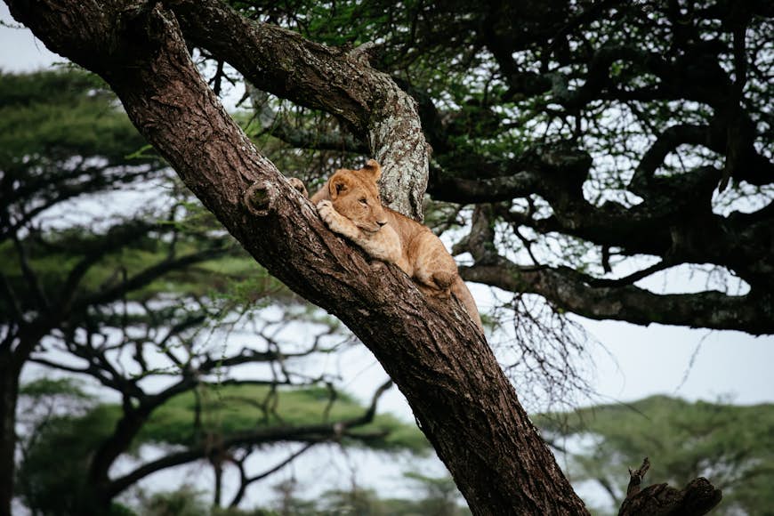 A female lion on a branch in a tree in Manyara National Park, Tanzania, East Africa