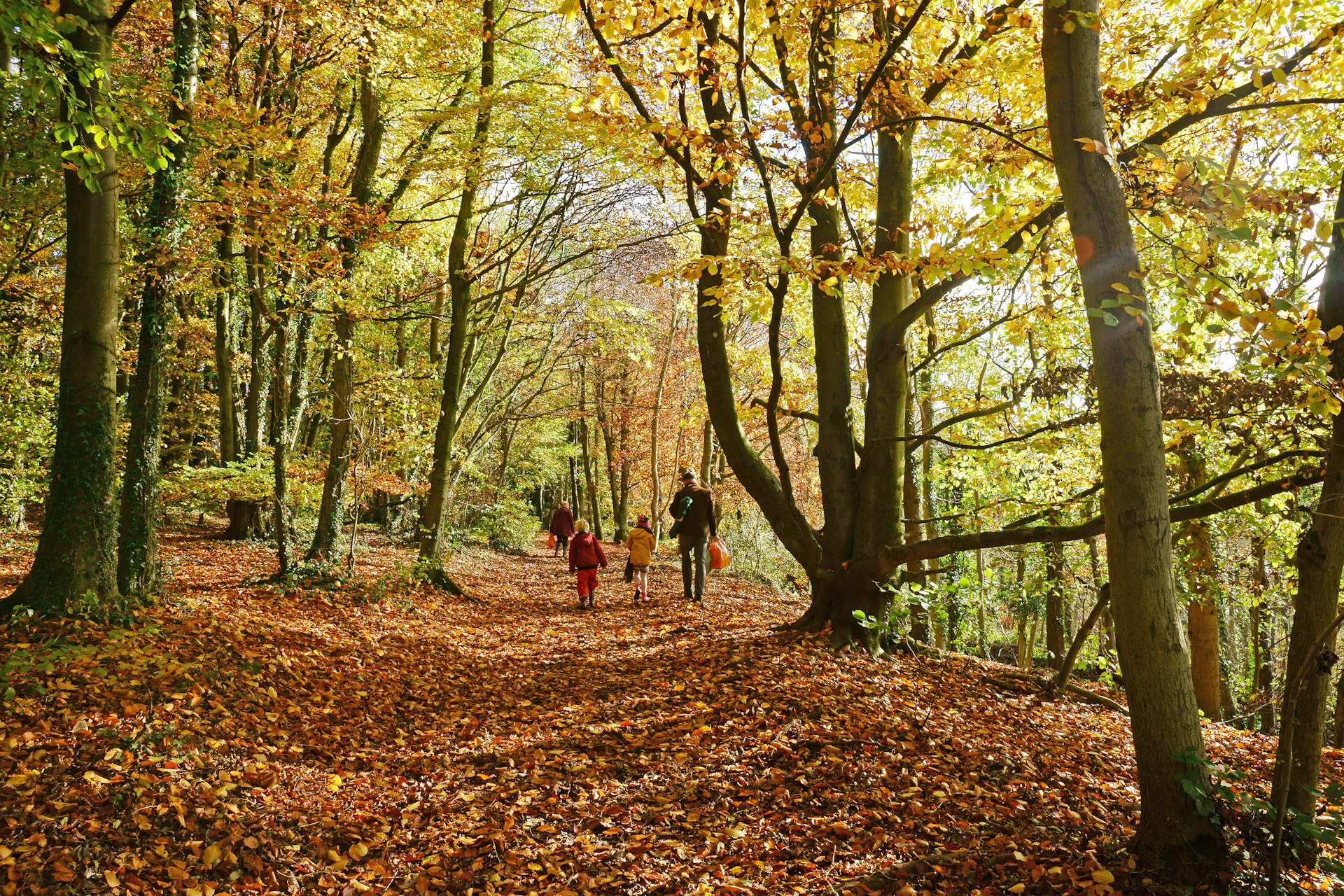 A man with children walks along a forest path in autumn in Standish Wood, Stroud, the Cotswolds, England, United Kingdom