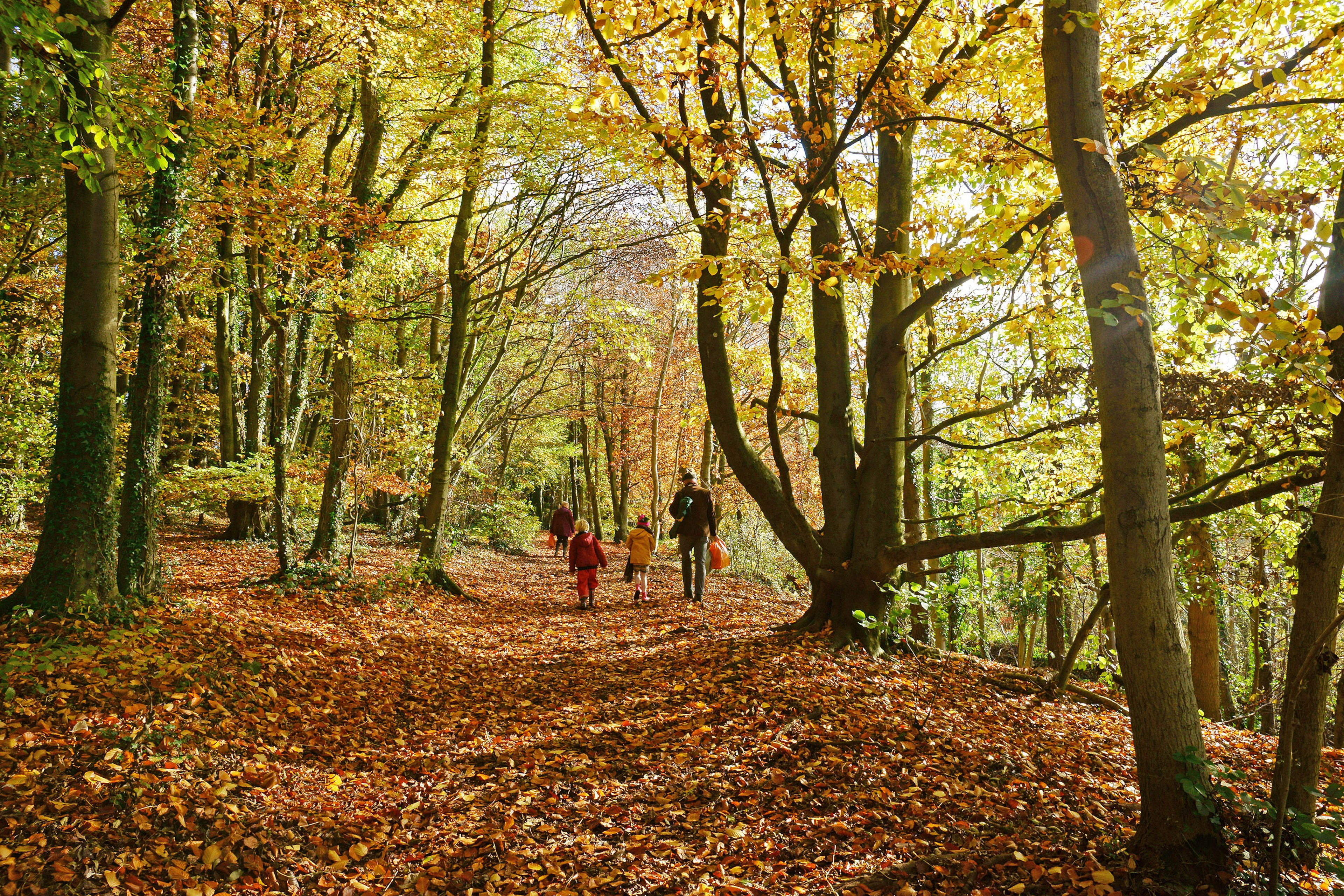 A man with children walks along a forest path in autumn in Standish Wood, Stroud, the Cotswolds, England, United Kingdom