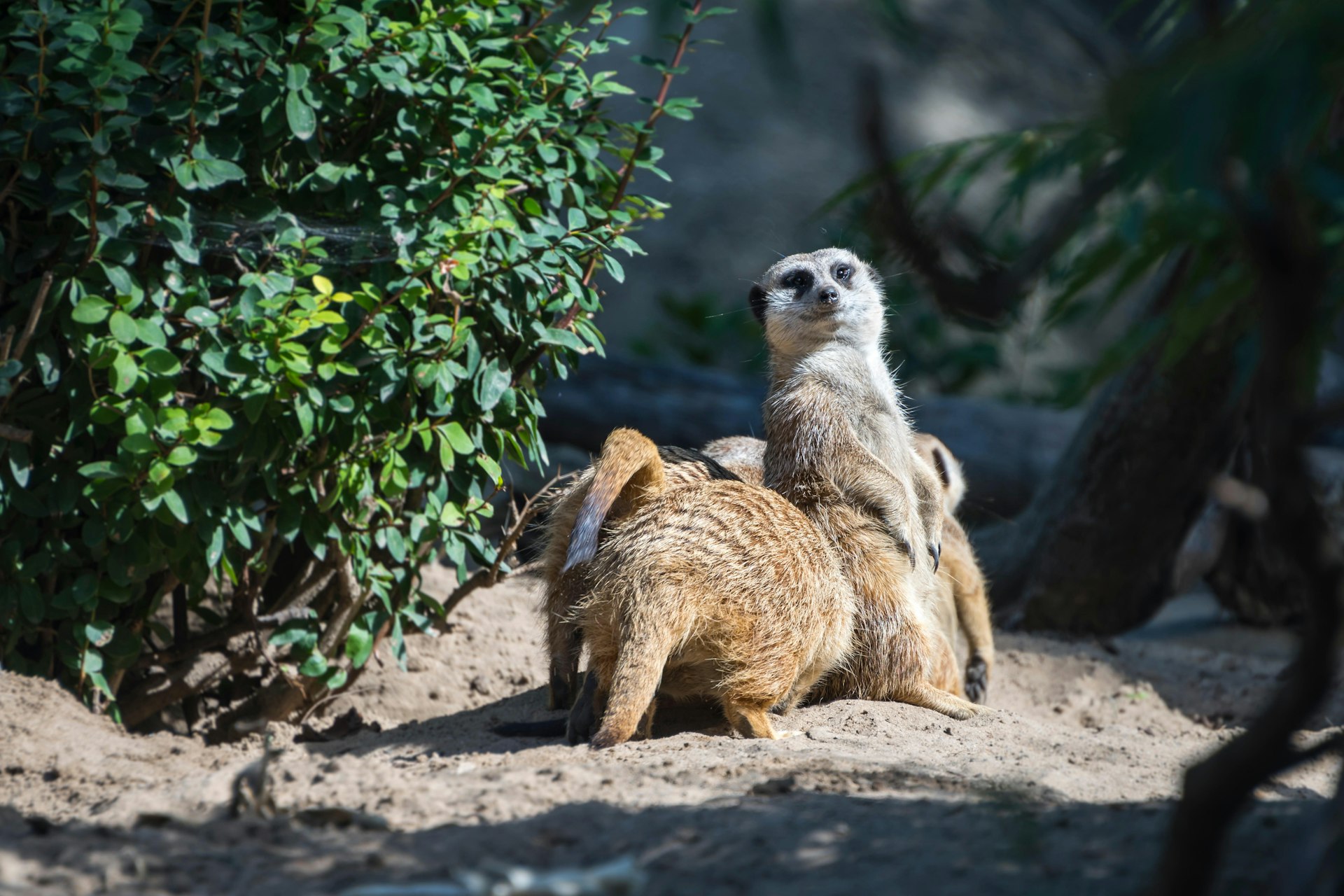 meerkat at Toldeo Zoo standing guard