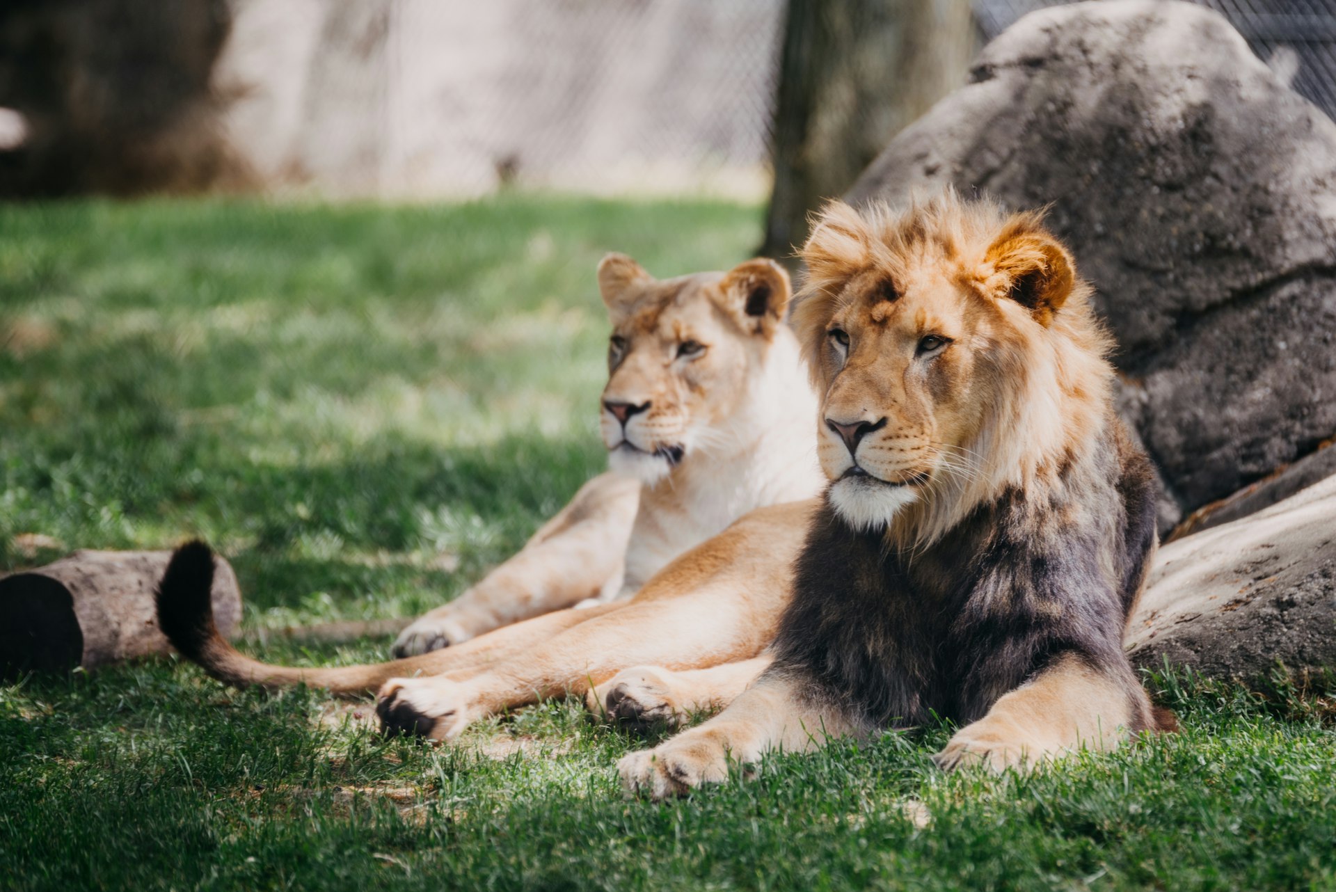 Lions,Laying,In,Grass,At,The,Indianapolis,Zoo