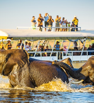 Tourists watch African elephants swimming across the Chobe River, Botswana