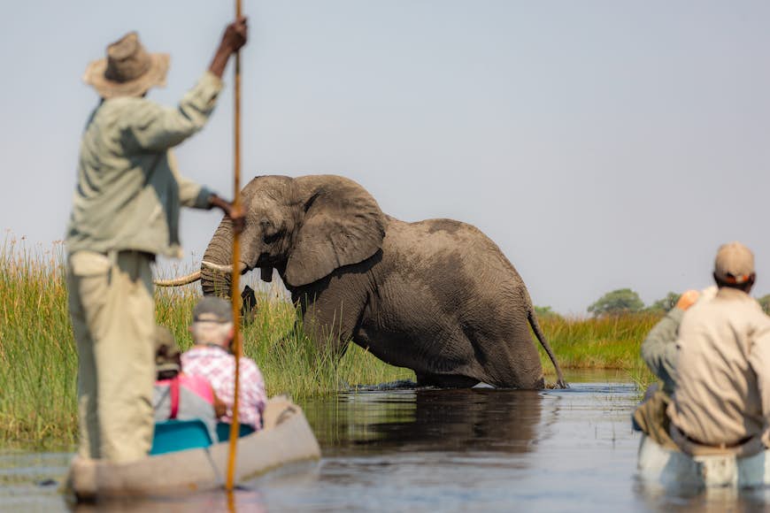 Les gens dans des canoës mokoro glissent vers un éléphant pataugeant dans le delta de l'Okavango au Botswana, en Afrique