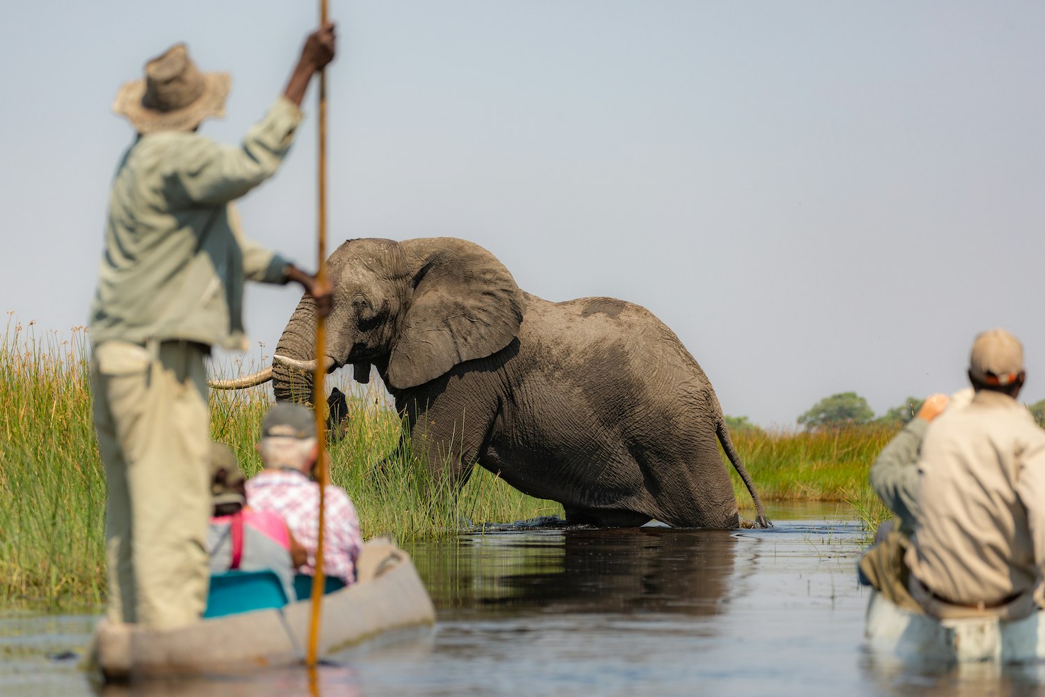People in mokoro canoes glide toward an elephant wading in the Okavango Delta, Botswana, Africa