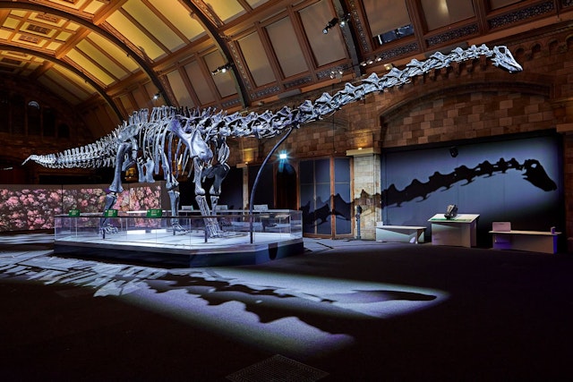 The Natural History Museum’s iconic Diplodocus cast
