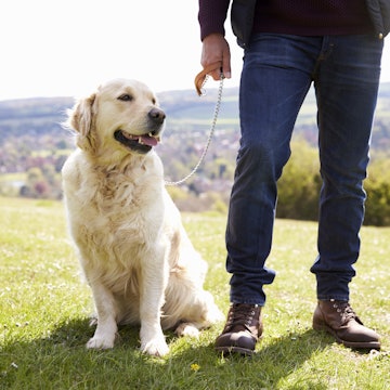 Close Up Of Golden Retriever On Walk In Countryside
