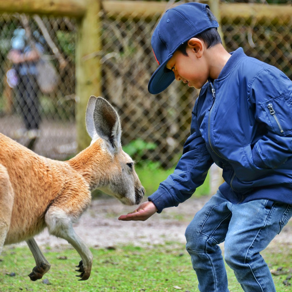 Bo with kangaroo, Perth, Australia