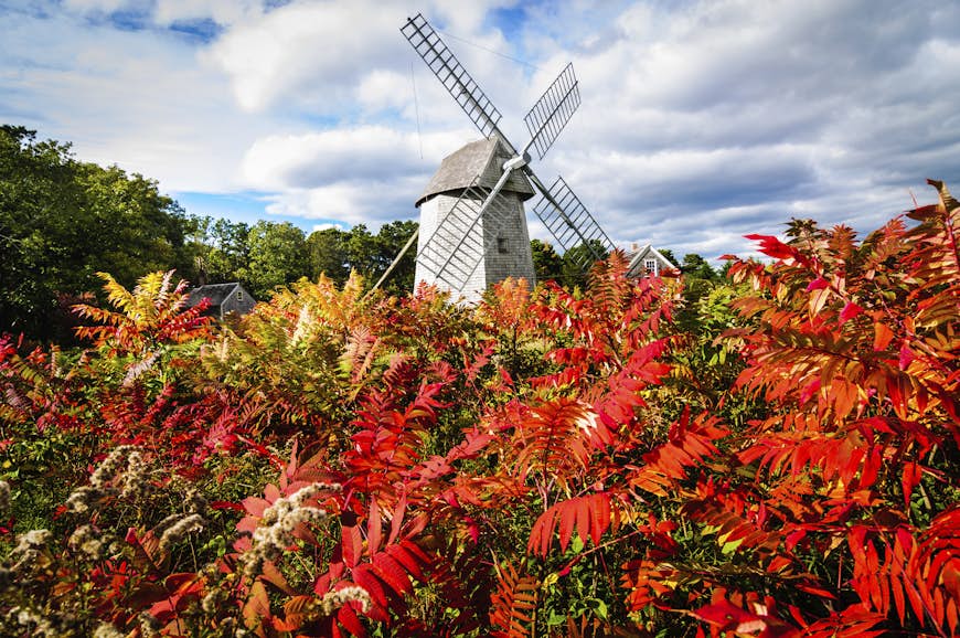 Brilliant red sumac leaves in the field in front of the Higgins Farm Windmill in Brewster, Massachusetts
