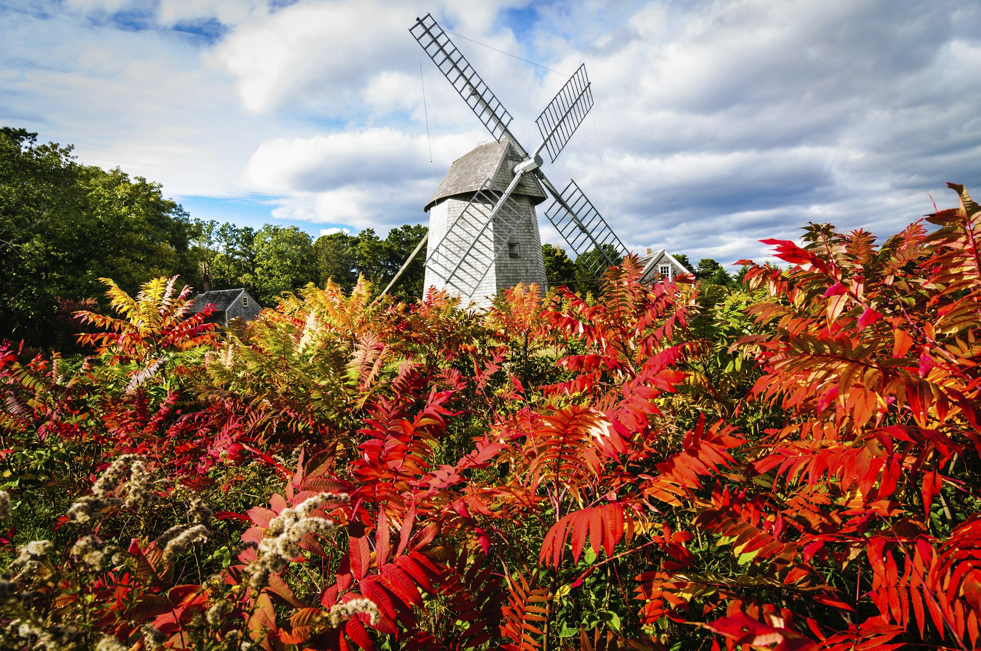 Brilliant red sumac leaves in the field in front of the Higgins Farm Windmill in Brewster, Massachusetts
