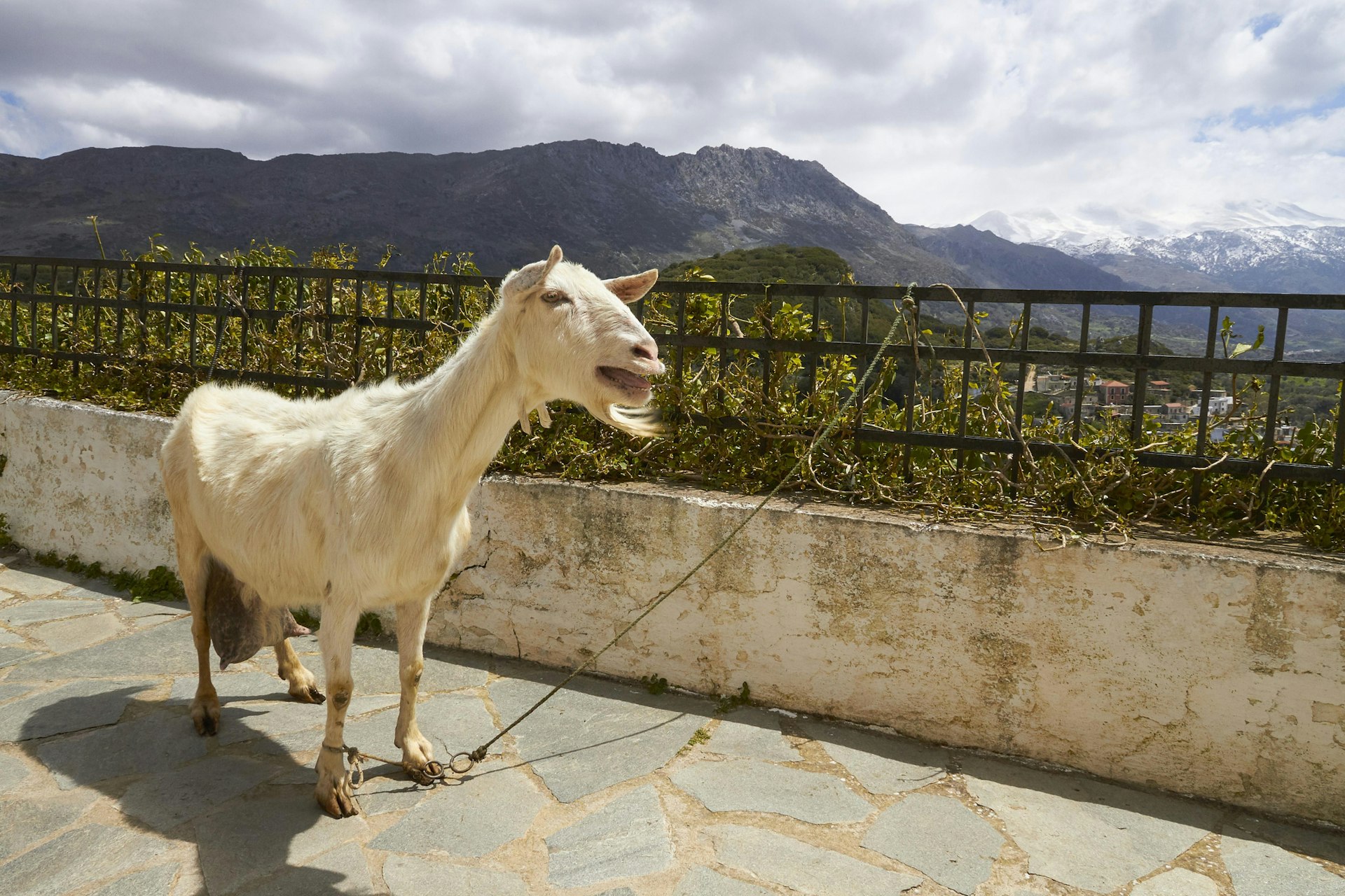 A goat bleats on a terrace against snow-capped mountains and a cloudy sky in spring, Amari, Psiloritis, Ida Massif, Thronos, Crete, Greece, Europe