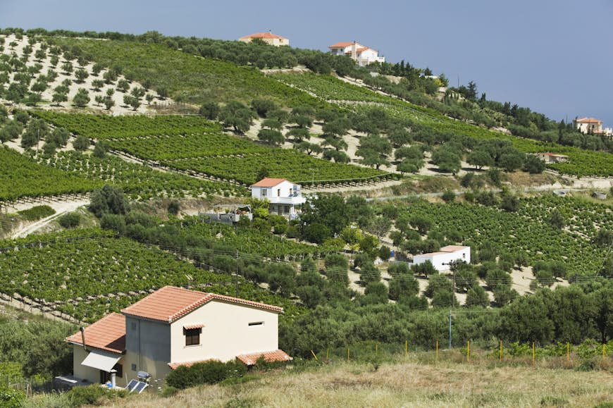 Rows of green vines stretch across the hillsides between white brick houses