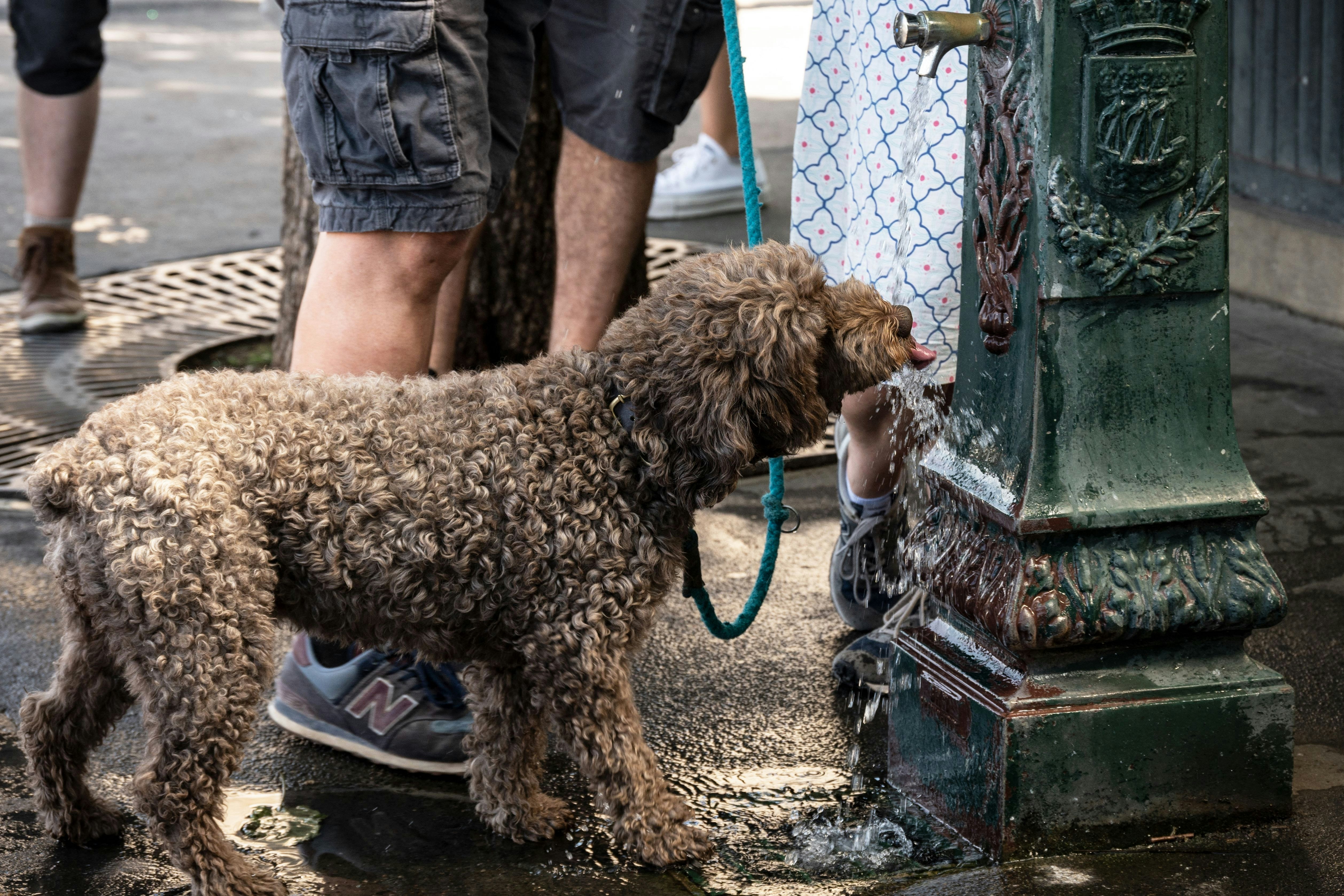 A dog drinks from a fountain in Paris on July 13, 2022. - After Spain and Portugal, France is witnessing a second heatwave in less than a month, "a sign of climate change and hotter summers to come where 35 degrees will be the norm" said the French weather broadcast company Meteo France. (Photo by BERTRAND GUAY / AFP) (Photo by BERTRAND GUAY/AFP via Getty Images)