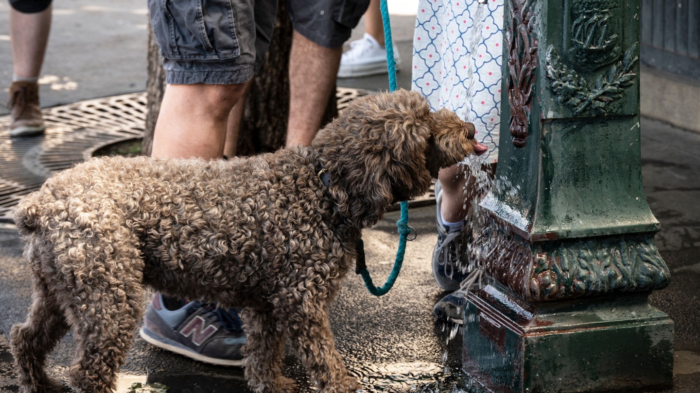 A dog drinks from a fountain in Paris on July 13, 2022. - After Spain and Portugal, France is witnessing a second heatwave in less than a month, "a sign of climate change and hotter summers to come where 35 degrees will be the norm" said the French weather broadcast company Meteo France. (Photo by BERTRAND GUAY / AFP) (Photo by BERTRAND GUAY/AFP via Getty Images)