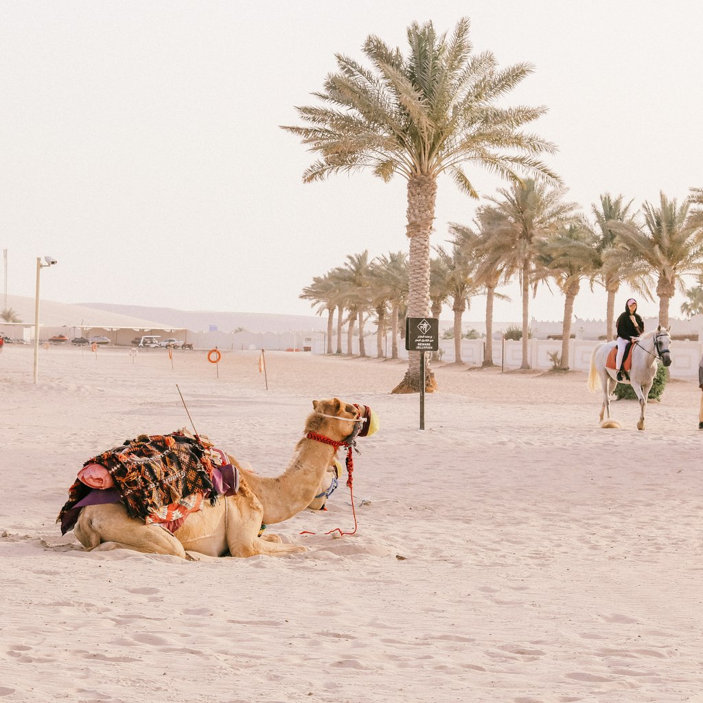 Take a camel ride along Sealine Beach, Mesaieed, Qatar.