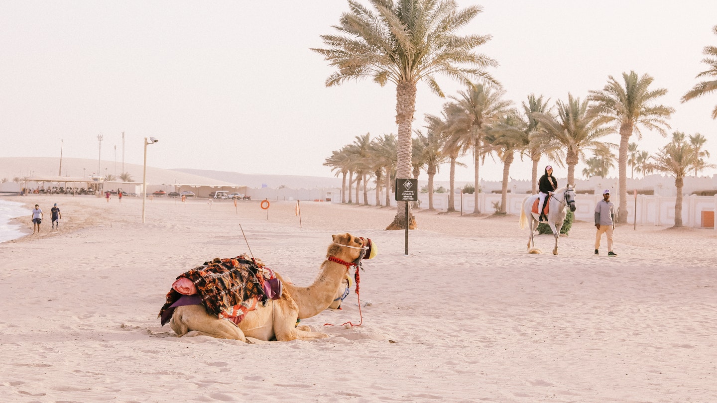Take a camel ride along Sealine Beach, Mesaieed, Qatar.