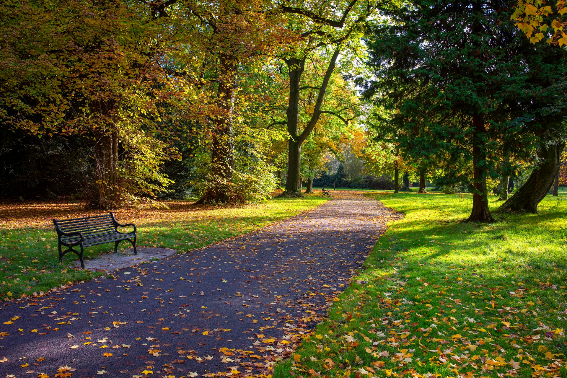 An empty bench at Ormeau Park, Belfast at the end of summer. There is green grass and trees either side just starting to turn with a scattering of yellow and red leaves on the floor.