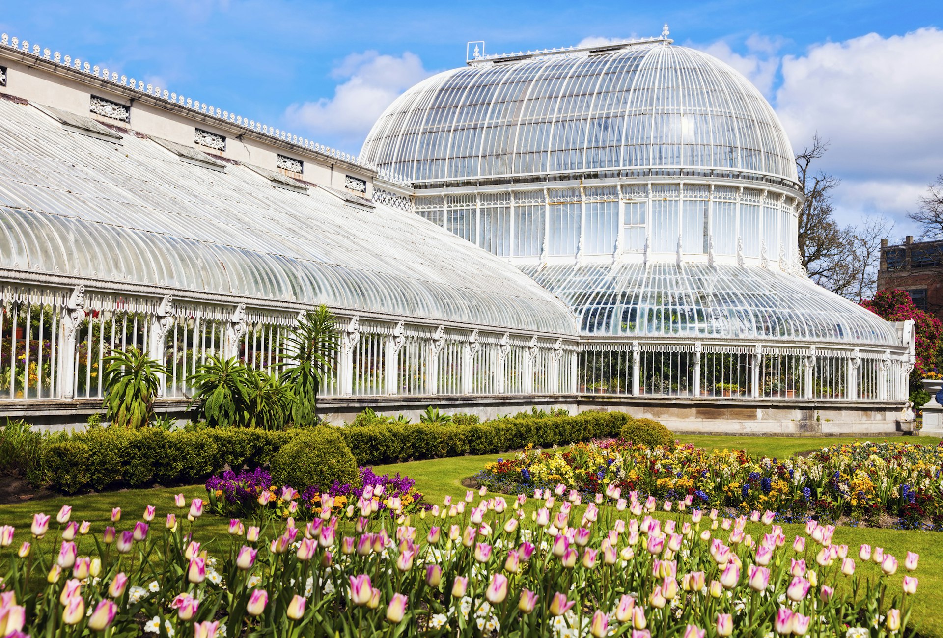 Pink and white tulips outside the 19th-century Palm House glasshouse in Belfast twinkle in the bright summer sun