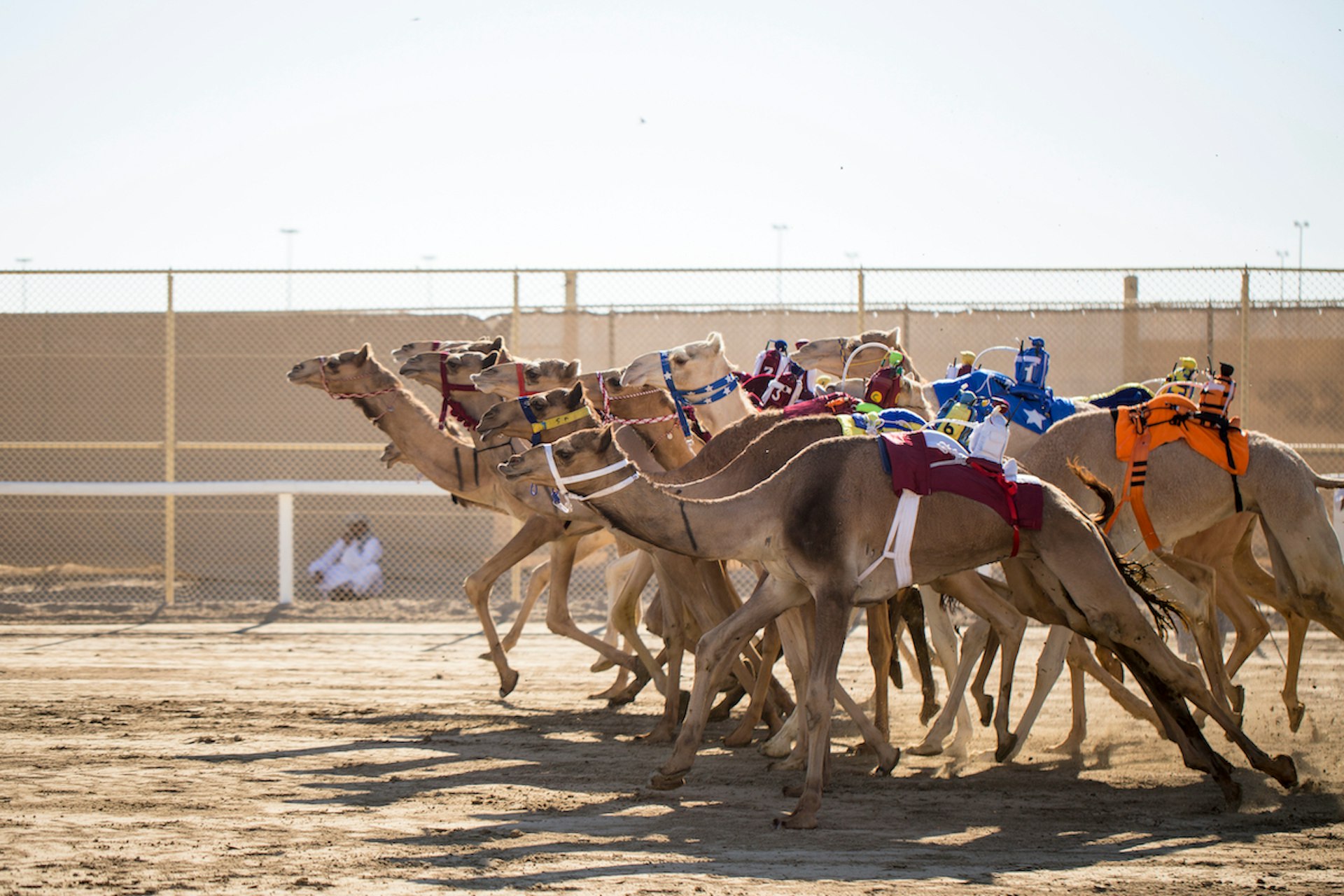 Camels leave the starting gate a race in the desert, Qatar, Middle East