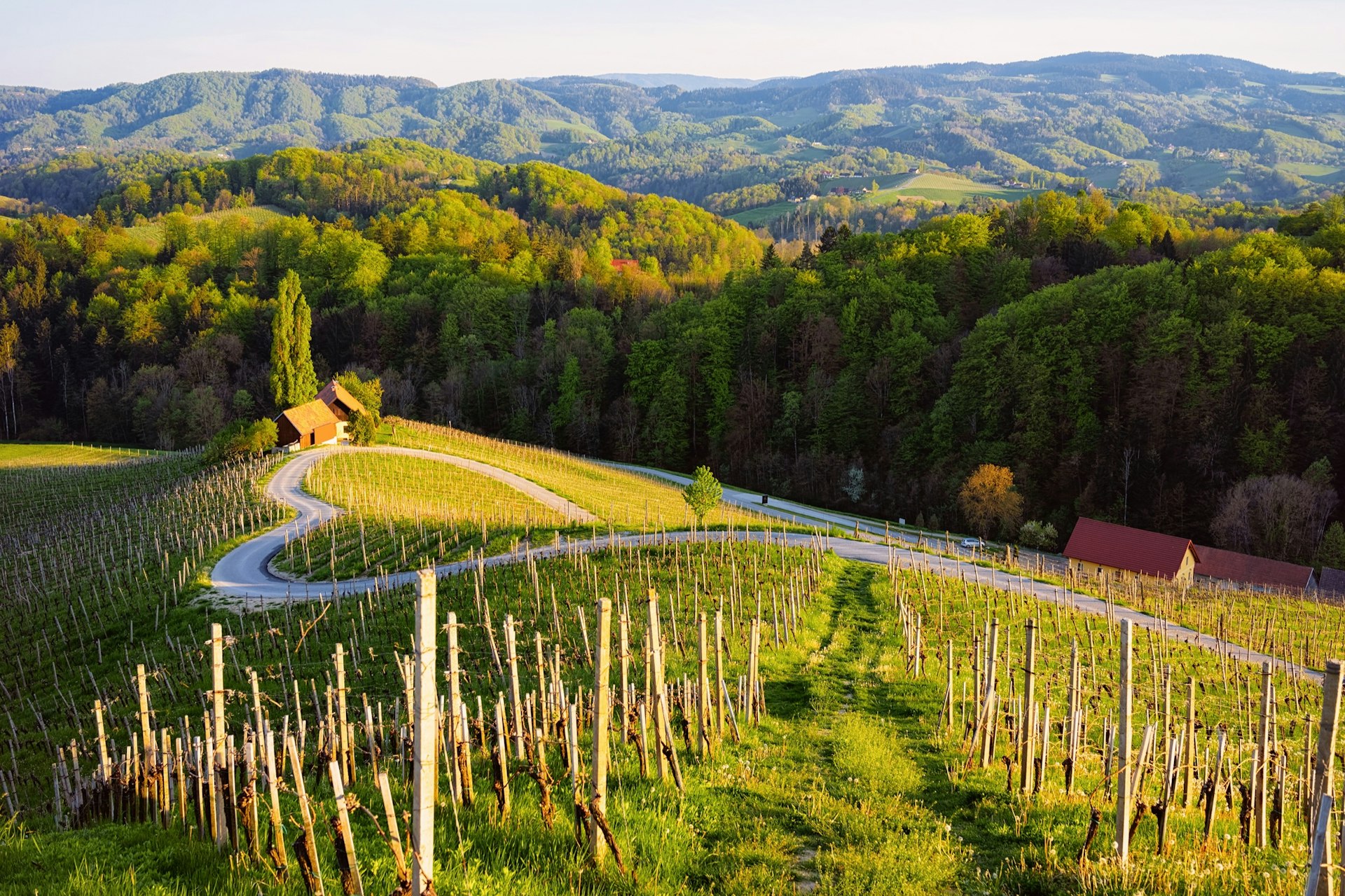 Famous,Slovenian,And,Austrian,Heart,Shape,Wine,Road,Among,Vineyards