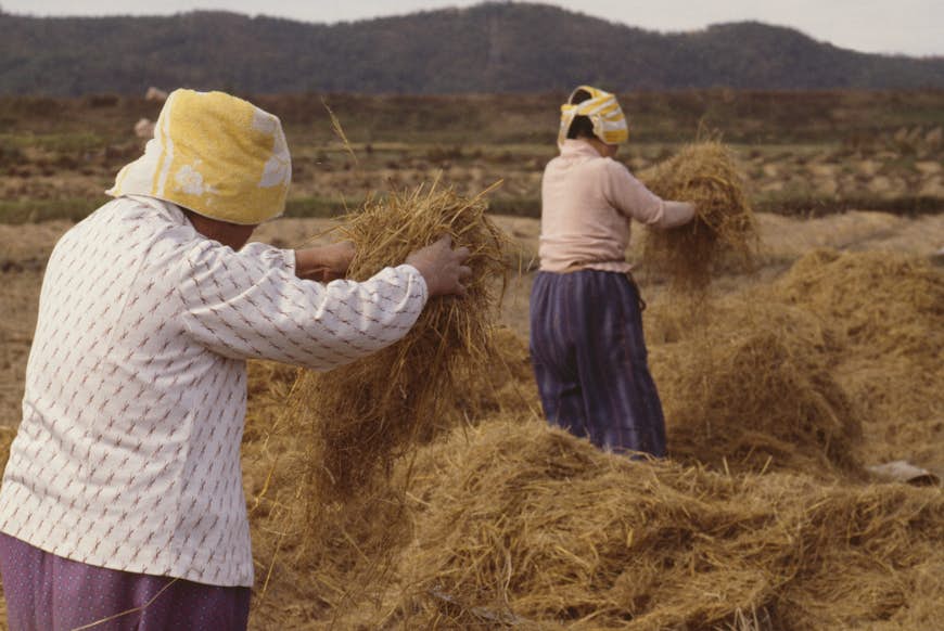 Les femmes séparent le blé dans un champ en Corée du Sud rurale