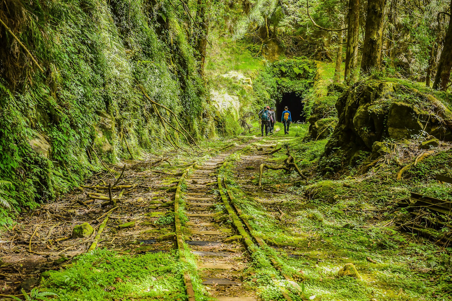 Hikers through an overgrown forest toward an abandoned tunnel on the Mianyue Line Trail at Alishan Forest Railway, Alishan National Scenic Area