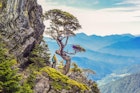 Beautiful and Famous Taiwan Hemlock on The Wuling Quadruple Mountains Trail, Shei-Pa National Park, Taiwan