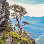 Beautiful and Famous Taiwan Hemlock on The Wuling Quadruple Mountains Trail, Shei-Pa National Park, Taiwan
