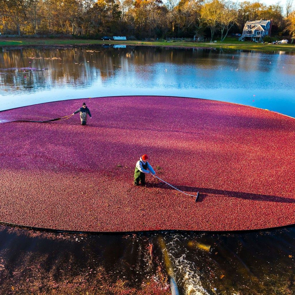 BARNSTABLE, MA - MARCH 2, 2021: Workers rake cranberries toward a syphon that pulls them to a truck.