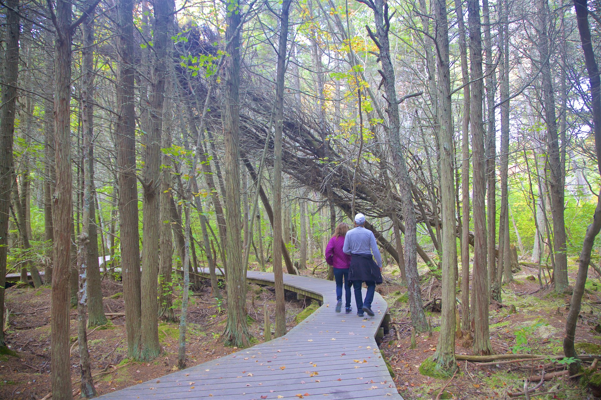 Couple walking along a boardwalk through woodland on the Atlantic White Cedar Swamp Trail, Wellfleet